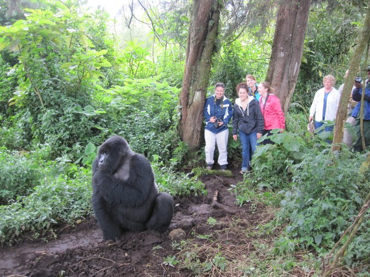 gorillagood